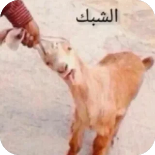 Telegram sticker 🫥 سوير 🎀 :: @fStikBot