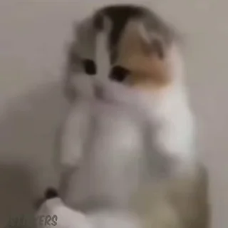 Video sticker 🤠 Shuttu
