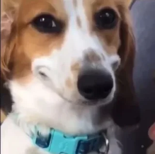 Video sticker 😂 @MJEED_24's_2