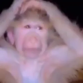 Video sticker 🥲 Tweety⋆.𐙚˚'s Video-Pack