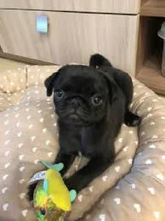 Telegram sticker 🤩 мопсики @praytodie666