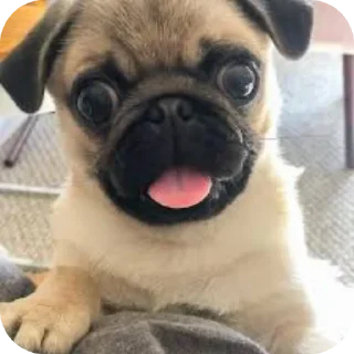 Telegram sticker 👍 мопсики @praytodie666