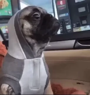 Video sticker 🤩 мопсики @praytodie666