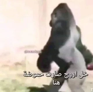 Video sticker ⭐️ مصطفى جاسم • @amjaj8