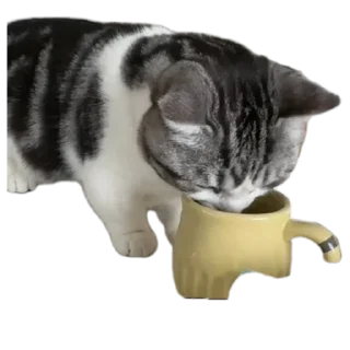 Телеграм стикер 🐱 ArbuzDapi (@ArbuzDapi)