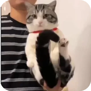 Телеграм стикер 🥰 ArbuzDapi (@ArbuzDapi)