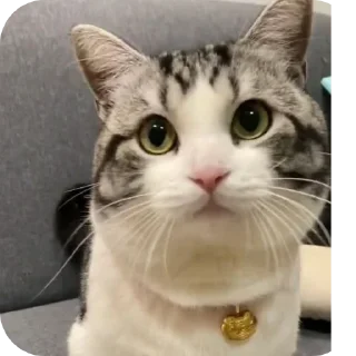 Video sticker 😼 ArbuzDapi (@ArbuzDapi)