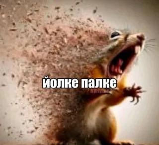 Video sticker 🤩 Сисюлики @TgEmodziBot