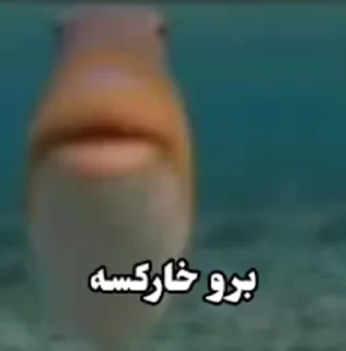 Video sticker 🐟 @ZIROLINK0 لینکدونی که خز نیست