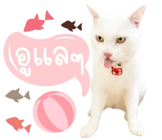 Video sticker ⭐ @Peepo879คนสวย