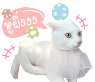 Video sticker ⭐ @Peepo879คนสวย