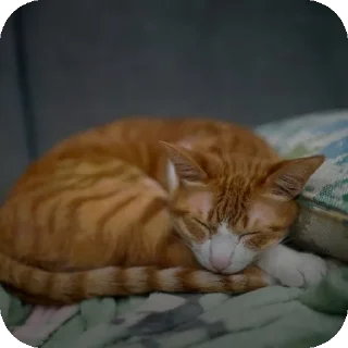 Sticker 🐱 Comeback nhi hua?