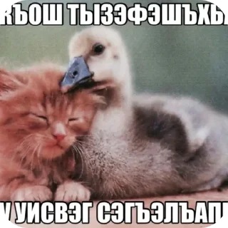 Telegram sticker 🐱 мошонка🥺❤️