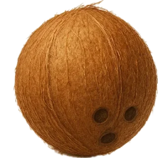 Video sticker 🥥 Больше стикеров тут: @stikery_emodzi_memy