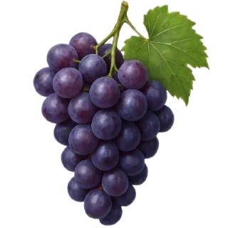 Telegram sticker 🍇 Больше стикеров тут: @stikery_emodzi_memy