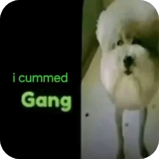 Video sticker 🐶 @pavelnedved000