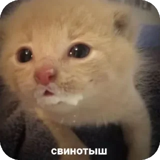 Телеграм стикер 🐱 Больше стиков тут: @stikery4