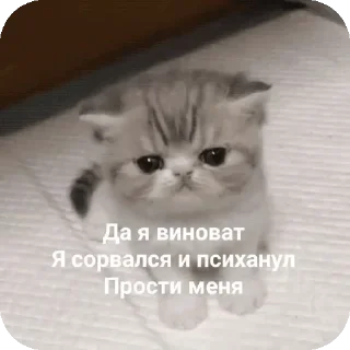Video sticker 🐱 Больше стиков тут: @stikery4