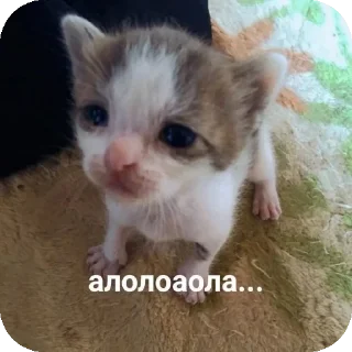 Телеграм стикер 🐱 Больше стиков тут: @stikery4