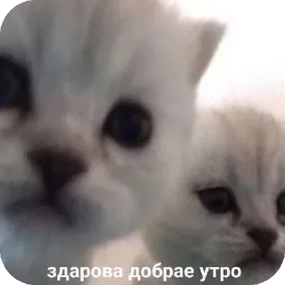 Телеграм стикер 🐱 Больше стиков тут: @stikery4