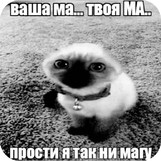 Video sticker 🐶 Больше стиков тут: @stikery4