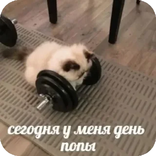 Video sticker 🐱 Больше стиков тут: @stikery4