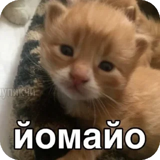 Телеграм стикер 🐱 Больше стиков тут: @stikery4