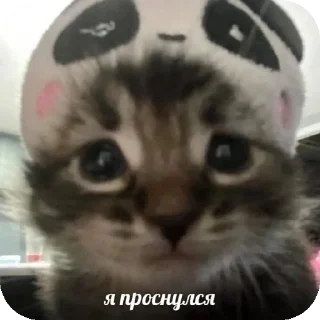 Телеграм стикер 🐱 Больше стиков тут: @stikery4