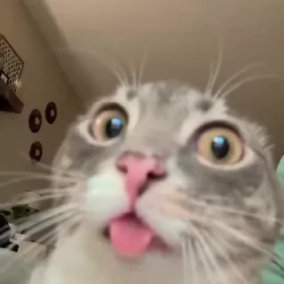 Video sticker 😯 котыкы @anime4_arts