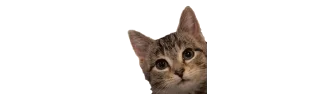 Telegram sticker ❤️ Это мявка