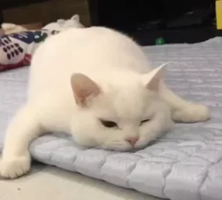 Sticker 👀 Это мявка