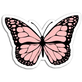 Video sticker 🦋 Butterfly ਤਿਤਲੀ @PunjabiSticker
