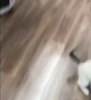 Video sticker ☺ мявки by @lauxn :: @fStikBot