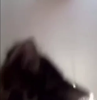 Video sticker 🫣 мявки by @lauxn :: @fStikBot