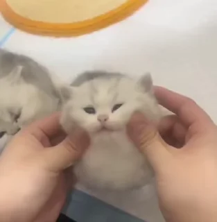 Video sticker ☺️ мявки by @lauxn :: @fStikBot