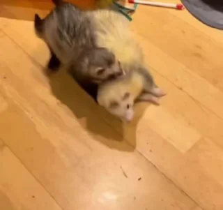 Video sticker 🌟 хори @stkerss