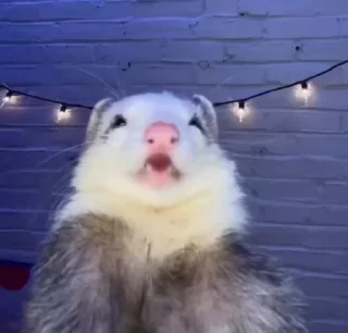 Video sticker 🌟 хори @stkerss