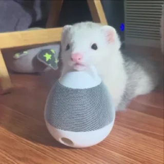 Video sticker 🌟 хори @stkerss