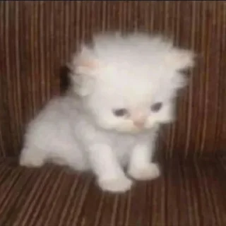 Video sticker 😭 @lil_cringe‌          ‌ ‌        the moon