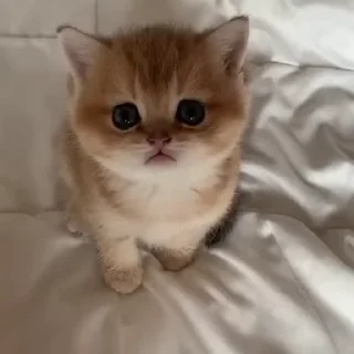 Video sticker 🐾 Samantha cats🥰