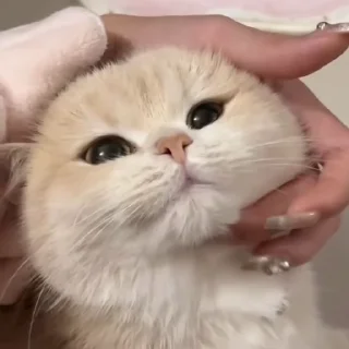 Video sticker 🐾 Samantha cats🥰