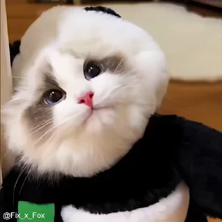 Video sticker 🐼 Samantha cats🥰
