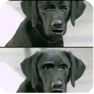 Telegram sticker 😨 Hasko