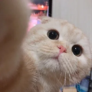 Sticker 🤳 Kaneki's Pack