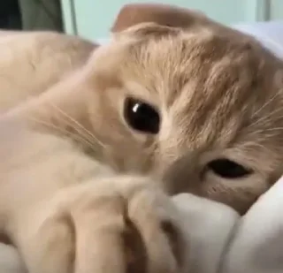 Sticker 😿 Cloroformo