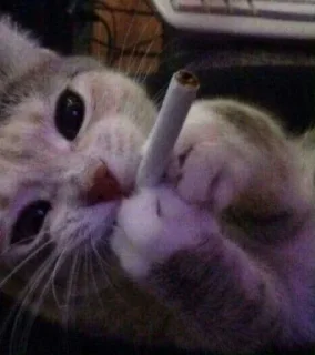 Video sticker 🚬 Cloroformo