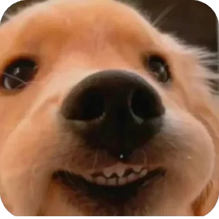 Video sticker 🫥 𝐍𝐚𝐛𝐢 𝐜𝐮𝐭𝐞 💋