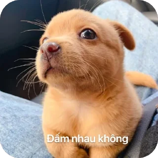 Sticker 🫥 𝐍𝐚𝐛𝐢 𝐜𝐮𝐭𝐞 💋