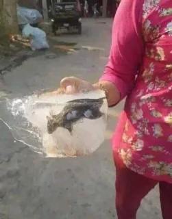 Telegram sticker 🇮🇳 PAJEET - पजीत 🇮🇳💩