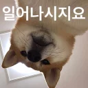 Telegram sticker ⏰ catcatdogdog